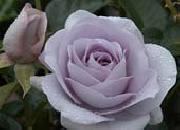 White Realistic Rose